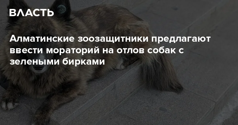 Алматинские зоозащитники предлагают ввести мораторий на отлов собак с зелеными бирками Аналитический интернет журнал Власть