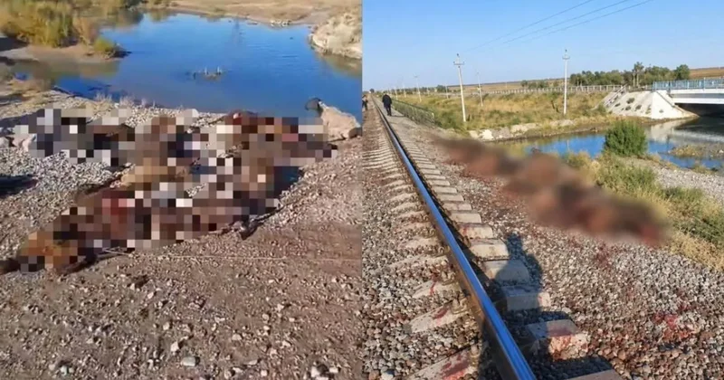 Жамбыл облысында пойыз темір жолға шығып кеткен 70 қойды жапырып өтті