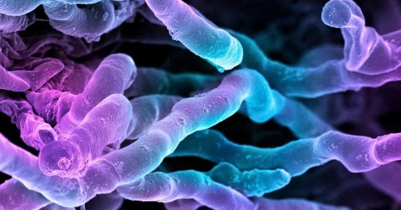 Новый мощный антибиотик десятилетиями прятался на виду