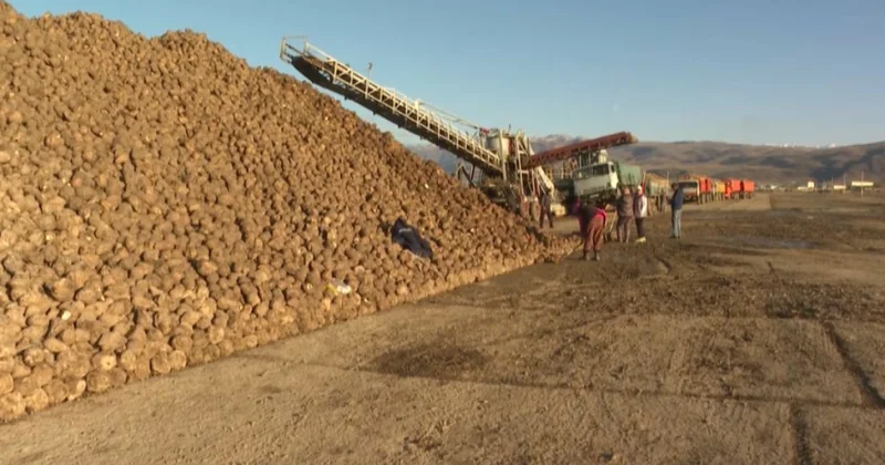 Еліміздегі қант зауыттары 225 мың тонна қызылша қабылдады