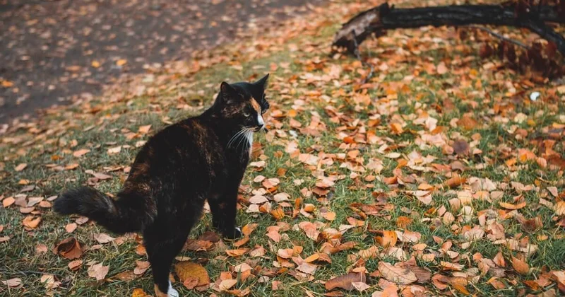 От гололеда до пожаров: Казахстан ждут резкие погодные контрасты