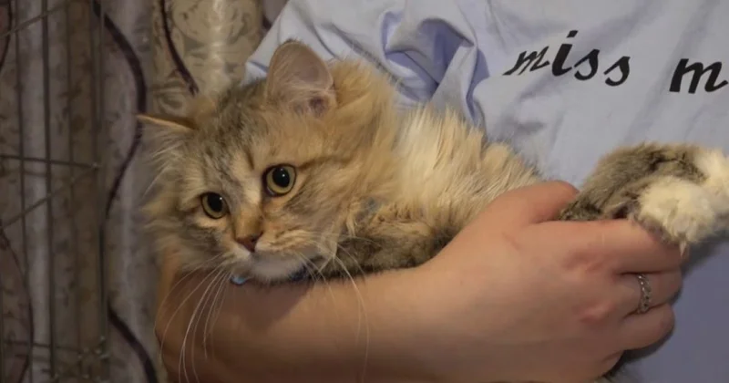 Петропавл тұрғыны 100 ге жуық ит мысық асырайды