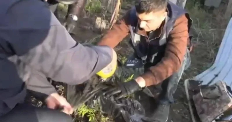 Үйінде есірткі өсірген : Батыс Қазақстан облысында егде жастағы азамат ұсталды