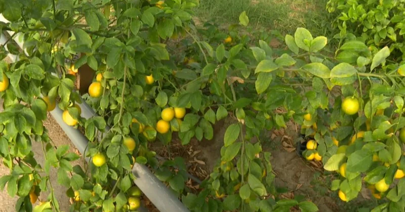 Қызылордалық ғалым үйінің ауласында тропикалық жеміс ағаштарын өсірді