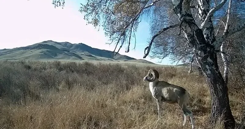 Қарағанды облысында Қызыл кітапқа енген арқар фототұзаққа түсті