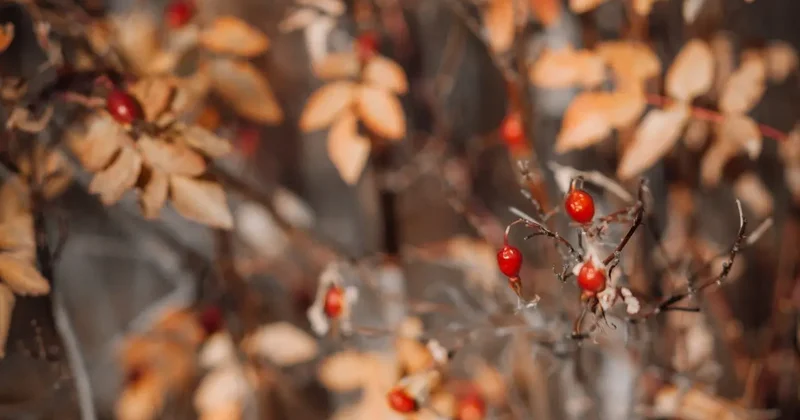 Прогноз погоды на 2 ноября: дожди и мокрый снег ожидаются в ряде регионов Казахстана