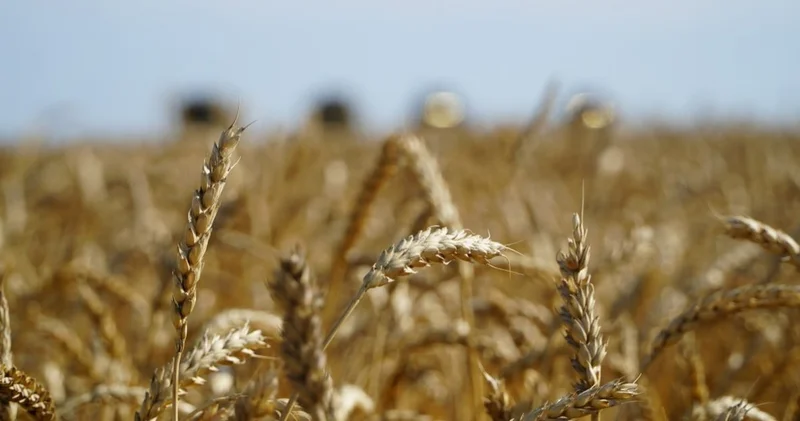 Ақмола облысы елімізде астық жинау бойынша көшбасшы атанды