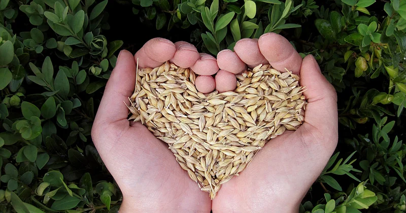 В Казахстане до 2028 года появятся пять крупных предприятий по глубокой переработке зерна