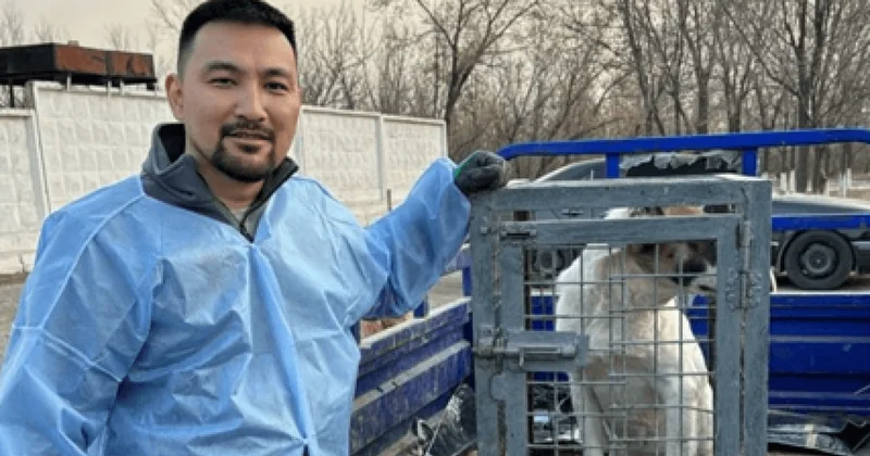 Добро, которое не усыпить: алматинец спас от эвтаназии 100 собак