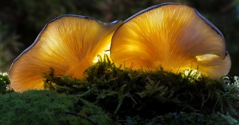 Питающийся радиацией гриб обнаружен в Чернобыле