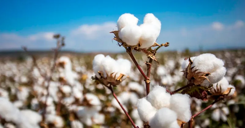 Китайская компания вложит 200 млрд тенге в проект на юге Казахстана: Бектенов подписал постановление