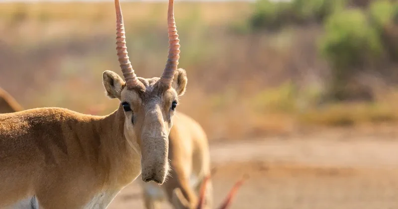 Сколько сайгаков пустили на мясо в Казахстане