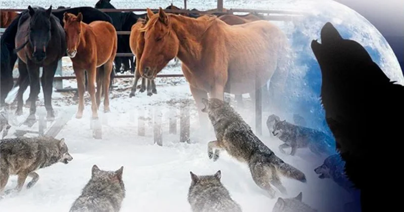 Бәйдібекте қасқыр қаптады