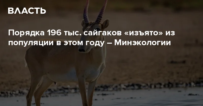 Порядка 196 тыс. сайгаков изъято из популяции в этом году Минэкологии Аналитический интернет журнал Власть