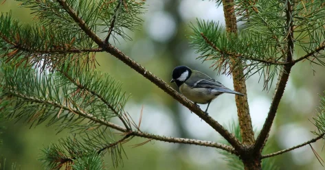 Плюсовая температура сохранится в южных областях Казахстана