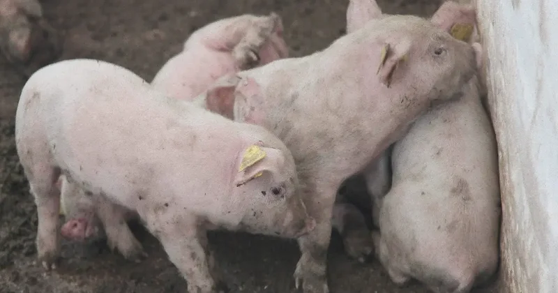 Вспышку африканской чумы свиней зафиксировали недалеко от Барселоны