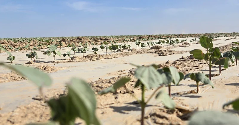 Толық циклді жоба: Түркістанда ірі мақта өсіру кешені құрылады