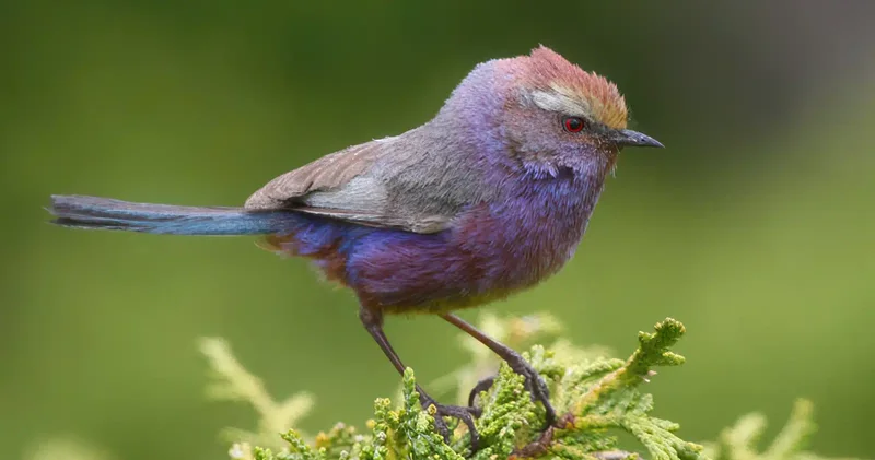 Kazakhstan to boost birdwatching tourism for global visitors