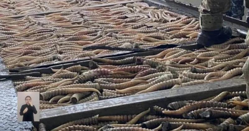 Более тысячи рогов сайги изъяли у браконьеров в Казахстане