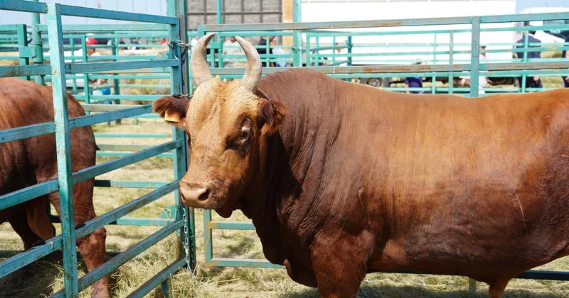 Қазақстанда 2025 жылы жалпы ет өндірісі 1,2 млн тоннаны құрады