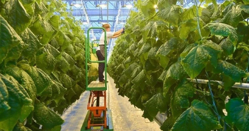 Елімізде 2026 жылы жылыжай саны 10% ға өсті