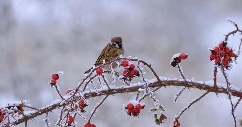 Похолодание надвигается на Шымкент