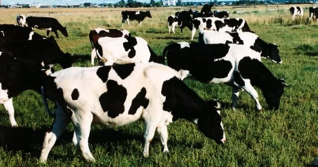 Объем производства мяса вырос на 3,3% в Казахстане