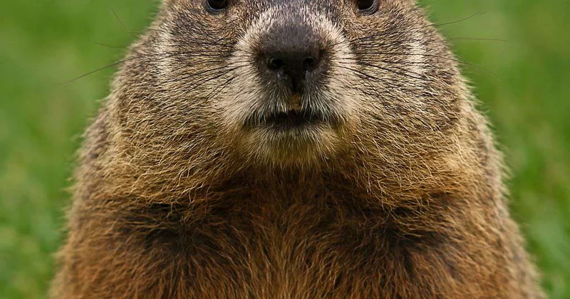 Американский сурок Фил предсказал, когда придет весна