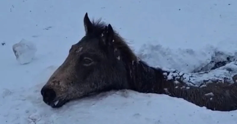 Атырау облысында көктайғақтан 50 ден астам жылқы өліп қалды