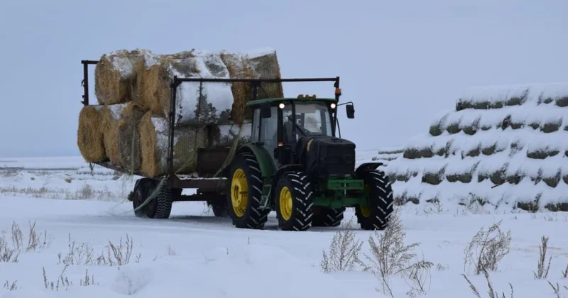 Уверенная поступь Свободного