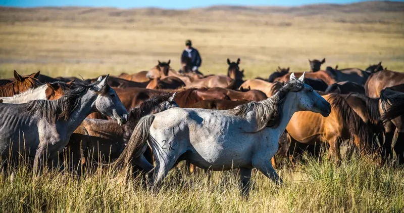 Түркістан облысында полиция жоғалған жылқы үйірін тауып, жергілікті тұрғынға қайтарды
