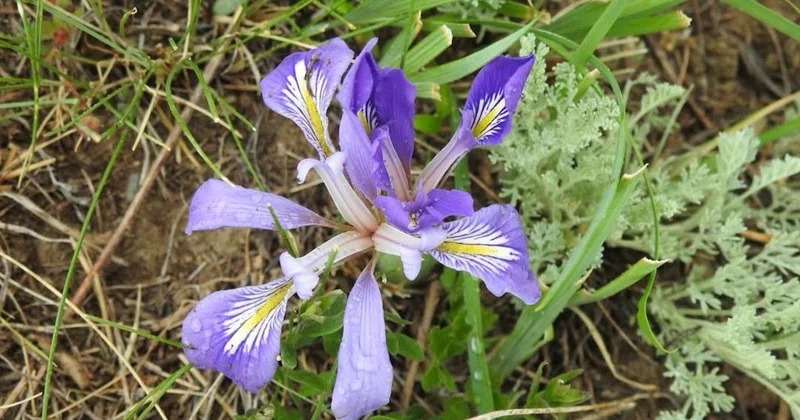 Казахстанский краснокнижный цветок хранится в коллекции Гарварда