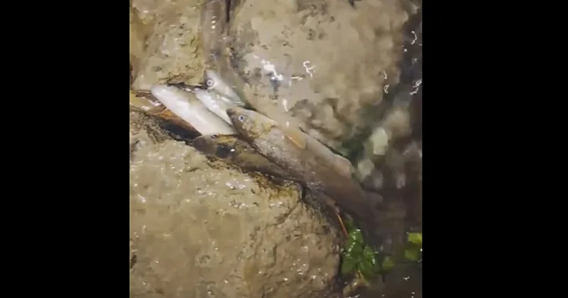 В реке Бадам в Шымкенте массово гибнет рыба