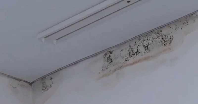 Потолок шатается, короеды падают : сельчане возмутились состоянием новостроек в ВКО (видео)