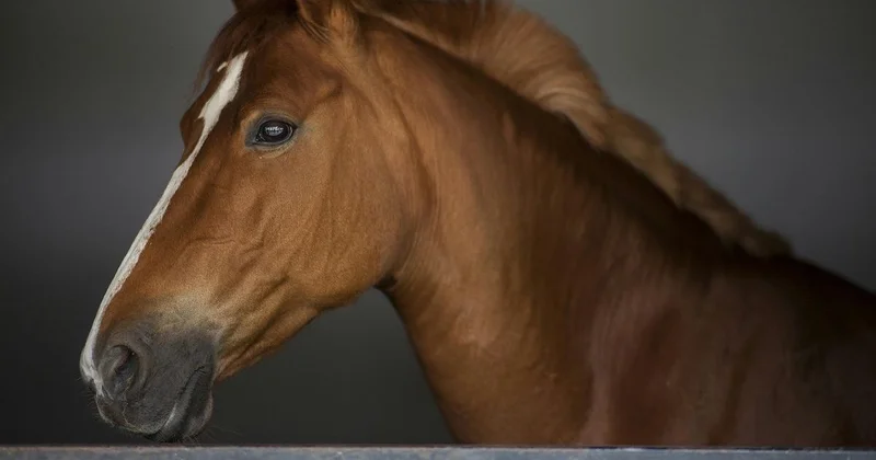 Казахстанца отправили в колонию строгого режима из за куриного мяса и племенного жеребца