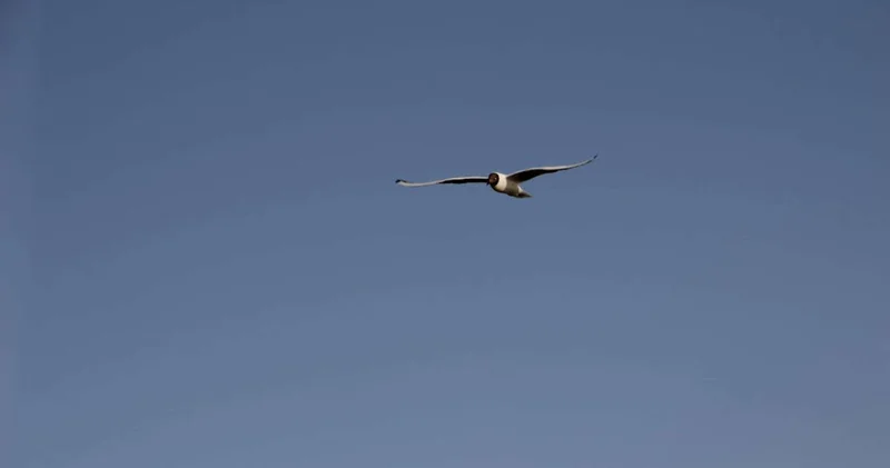 Не могу и не хочу