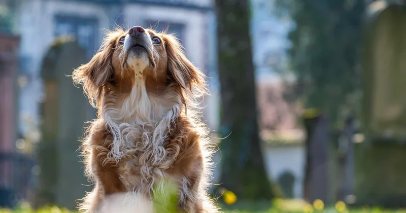 В Караганде неизвестные стреляли в собак и забирали их тела, бьющиеся в конвульсиях. Видео