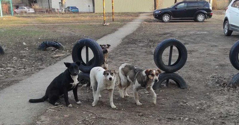 На принципах гуманности