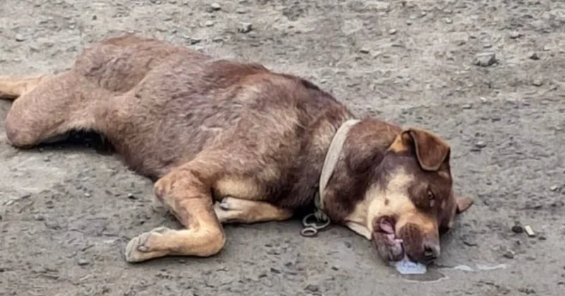 ​ Баланың көзінше өлтіреді : Атырауда ит атуға қатысты дау туды