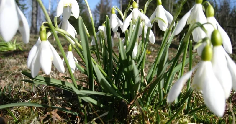Ботанический сад Алматы объявил о временном закрытии
