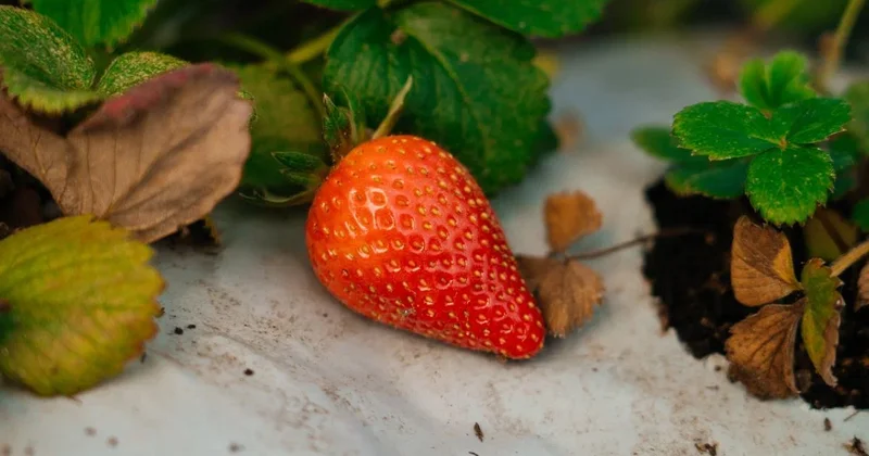Альбион мен Мурано : Атырауда жыл бойы құлпынай өндірісі жолға қойылды