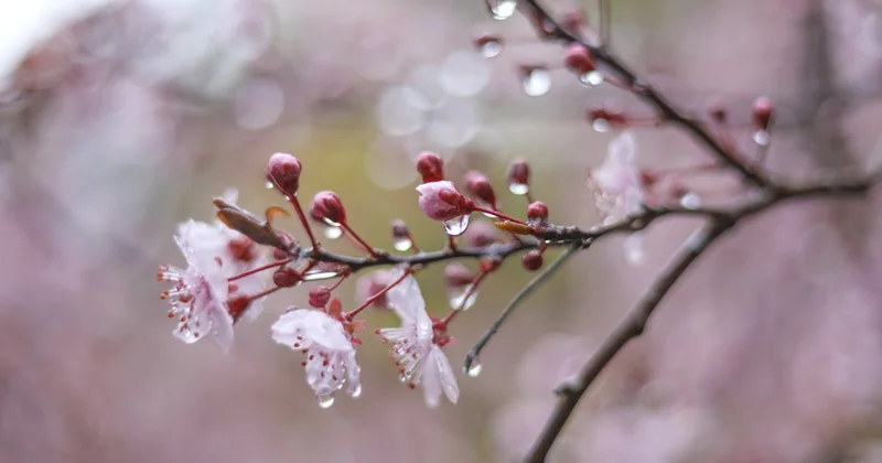 Солнечную погоду сменят сильные дожди в Казахстане