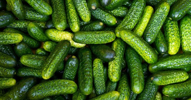 Огурцы сильно подешевели в Казахстане