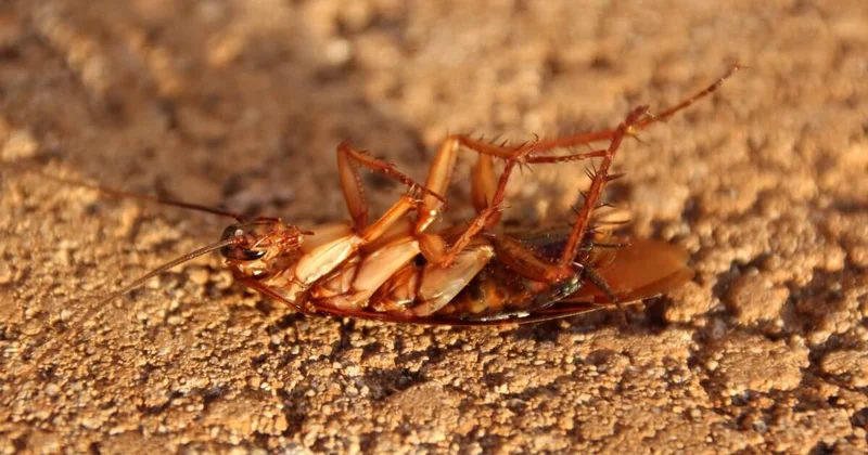 Мужчина случайно поджег дом из за таракана и убил соседа