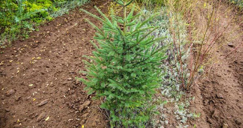 Когда деревья были… неживыми