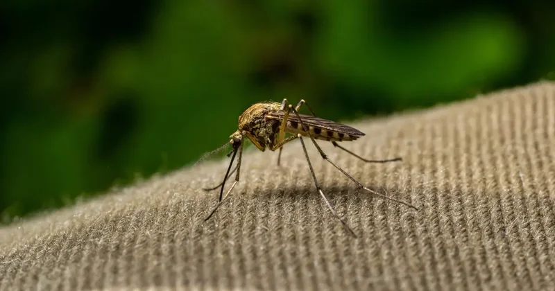 Когда в Астане начнут борьбу с комарами и мошками
