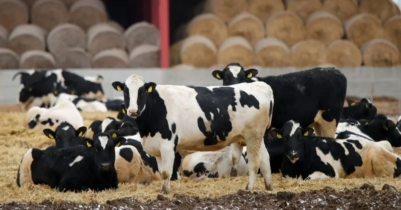 Ящур у границы Казахстана: сотни животных заражены, вводятся экстренные меры