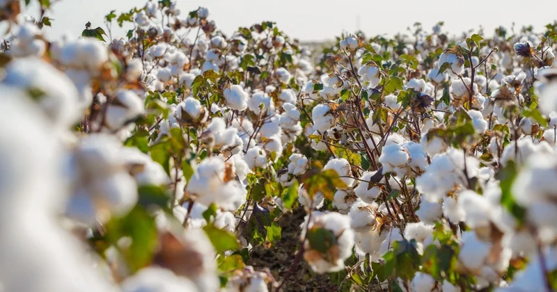 Түркістанда мақта өткізген 100 ден аса шаруа ақысын уақтылы ала алмаған