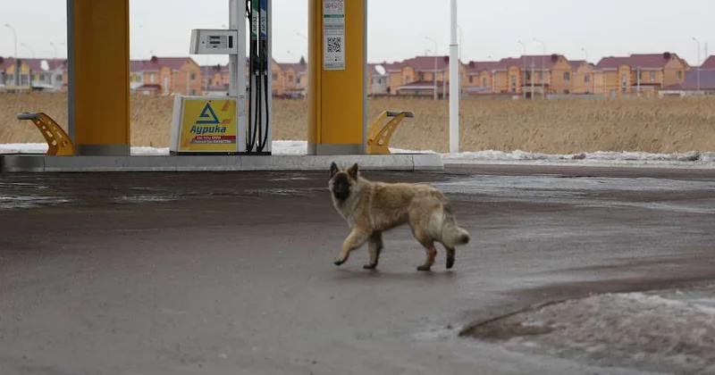 Помощь животным: нужен цивилизованный подход
