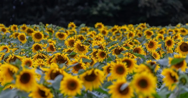 14,3 тонна залалданған күнбағыс тұқымы елге кіргізілмеді